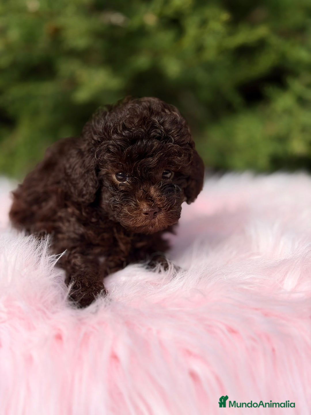 Maltipoo perros en venta: Maltipoo chocolate - Anuncio 4