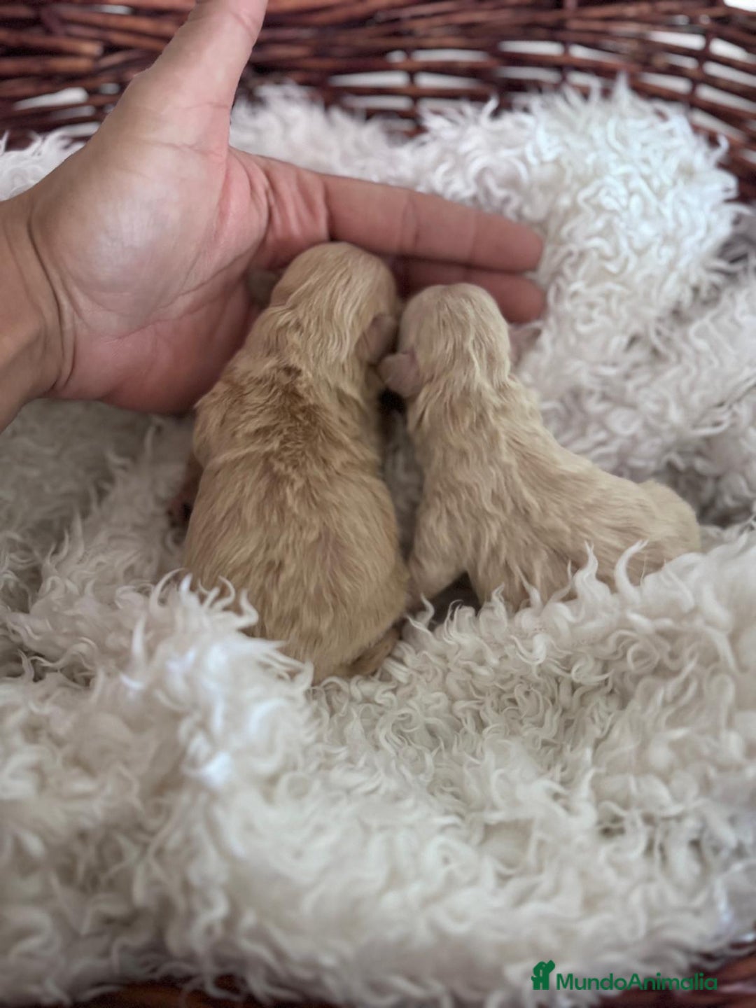 Maltipoo perros en venta: MALTIPOO HEMBRAS - Anuncio 4