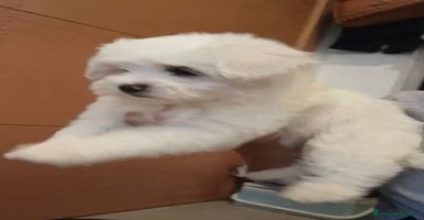 Bichón Maltés perros - Anuncio 16