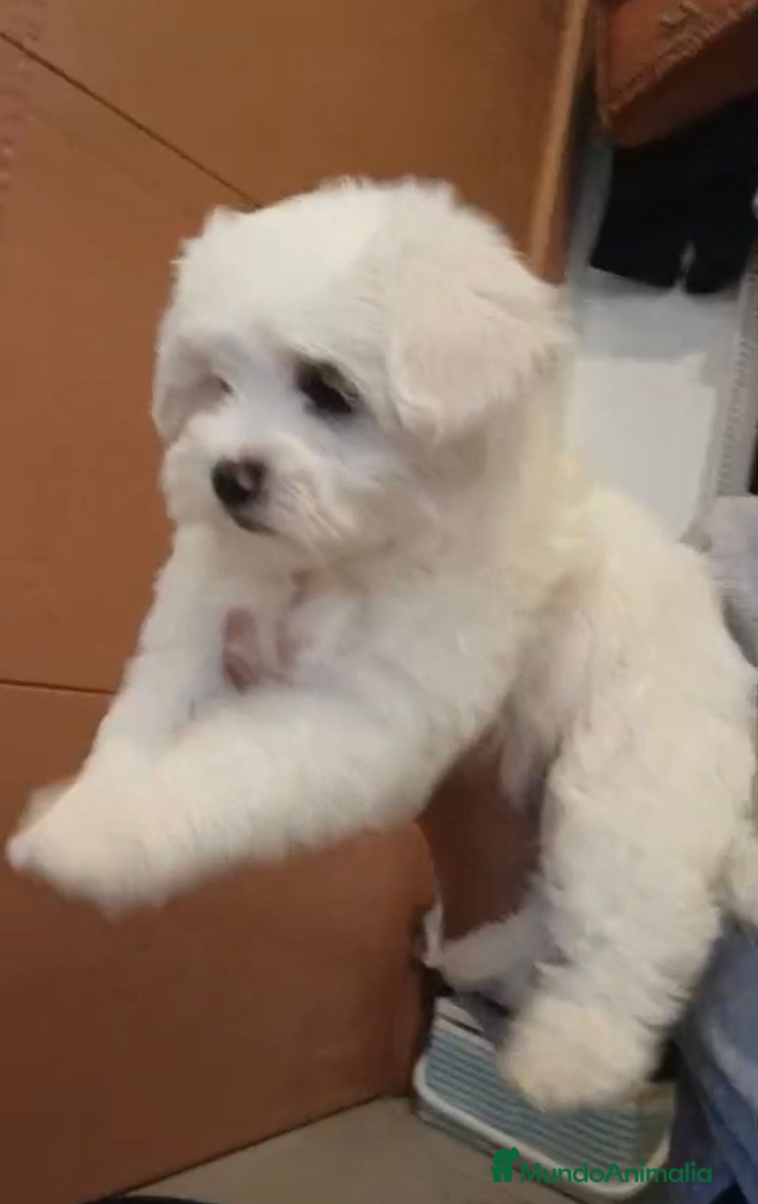 Bichón Maltés perros en venta: Bichon maltés  - Imagen 3