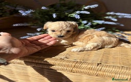 Maltipoo perros en venta: Maltipoo Hambra disponible !!! - Imagen 4