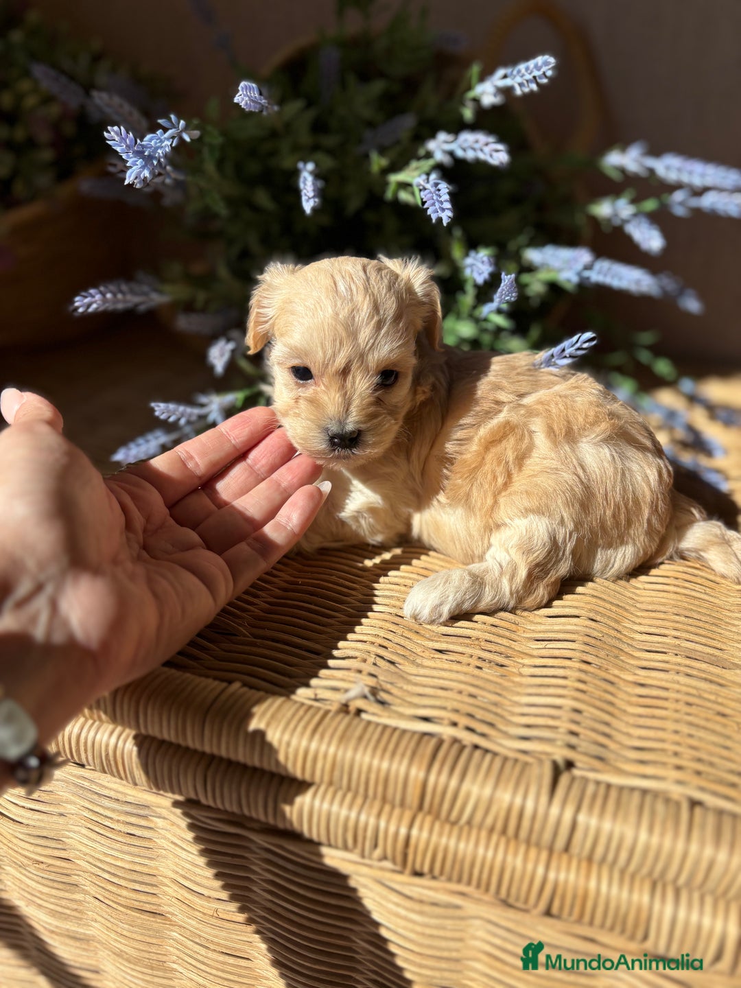 Maltipoo perros en venta: Maltipoo Hambra disponible !!! - Imagen 4