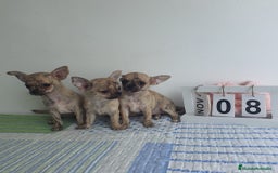 Chihuahua perros en venta: Chihuahua toy - Imagen 5