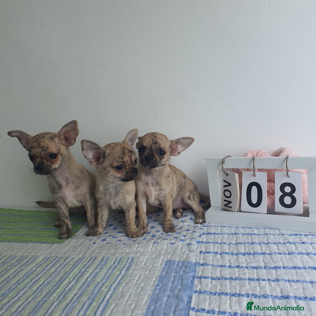 Chihuahua perros en venta: Chihuahua toy - Imagen 5