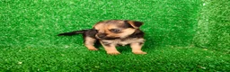 Yorkshire Terrier perros en venta: yorkshire terrier - Anuncio 6