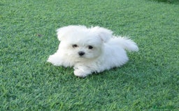 Bichón Maltés perros en venta: bichon maltes  - Imagen 1