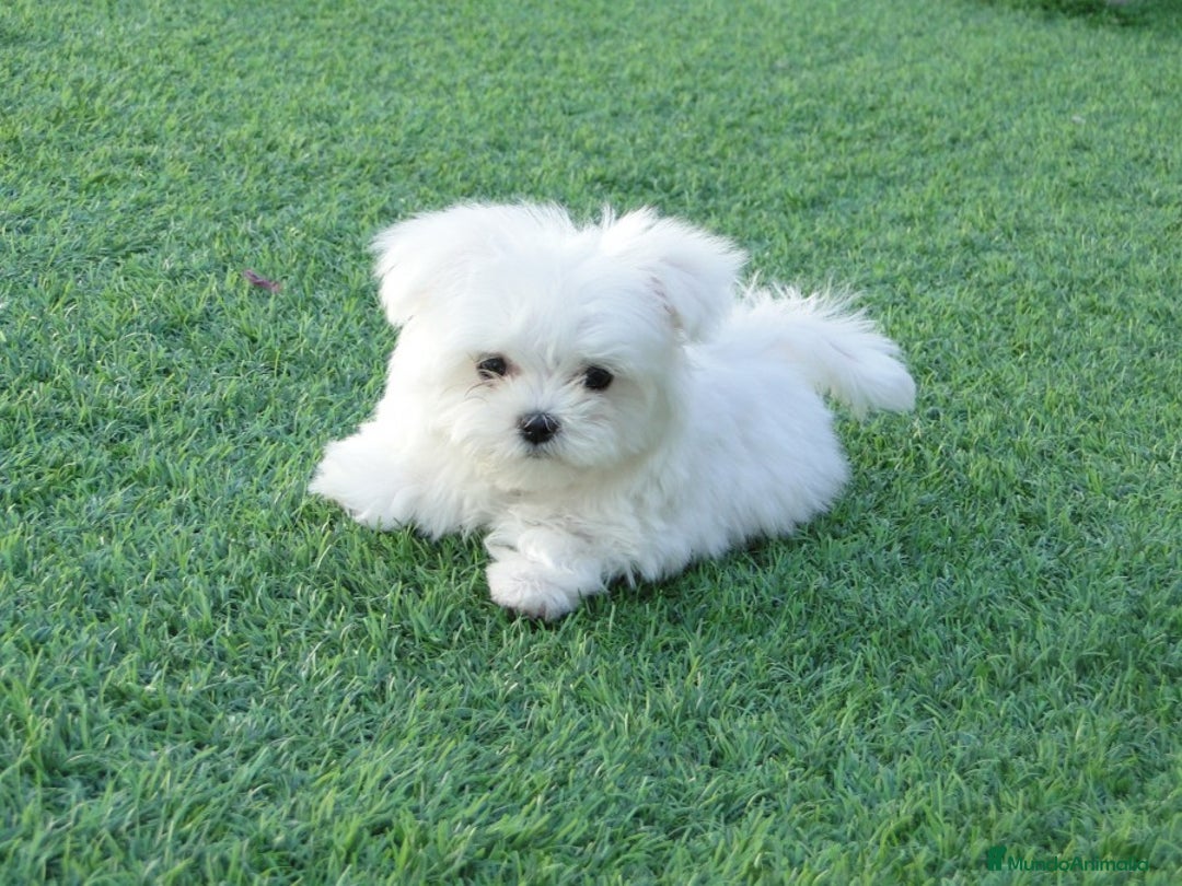 Bichón Maltés perros en venta: bichon maltes  - Imagen 1