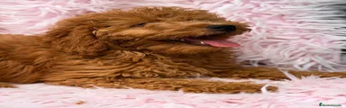 Caniche Enano 5
