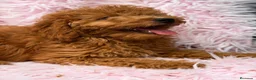 Caniche Enano perros en venta: CANICHE ENANO ROJO DISPONIBLES - Anuncio 4