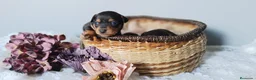 Pinscher Miniatura perros en venta: Cachorro Mini Pinscher - Anuncio 2