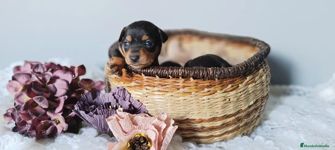 Pinscher Miniatura perros en venta: Cachorro Mini Pinscher - Anuncio 2