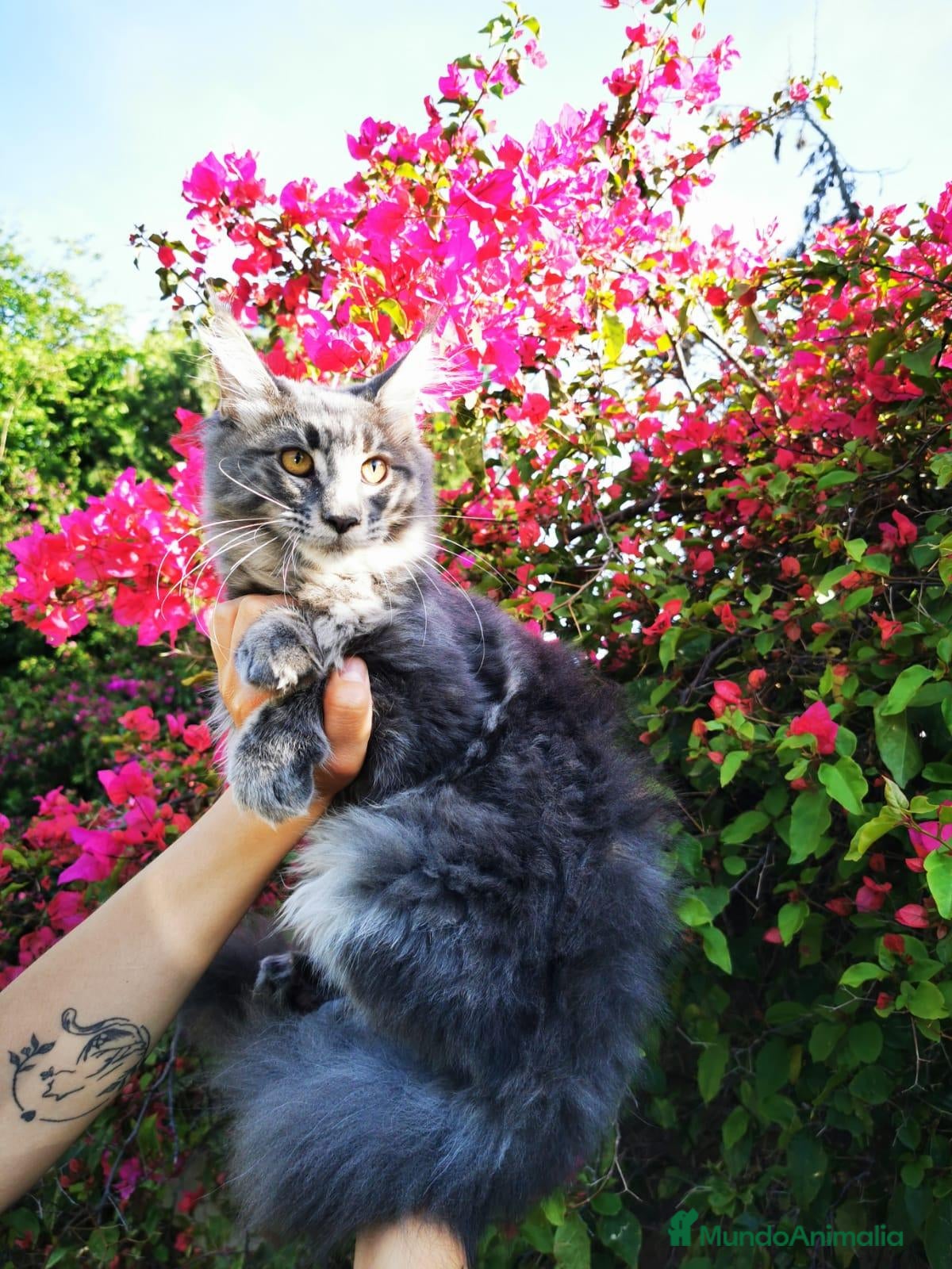 Maine Coon gatos Hembra Maine Coon en venta - Anuncio 1