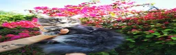 Maine Coon gatos en venta: Hembra Maine Coon en venta - Anuncio 1