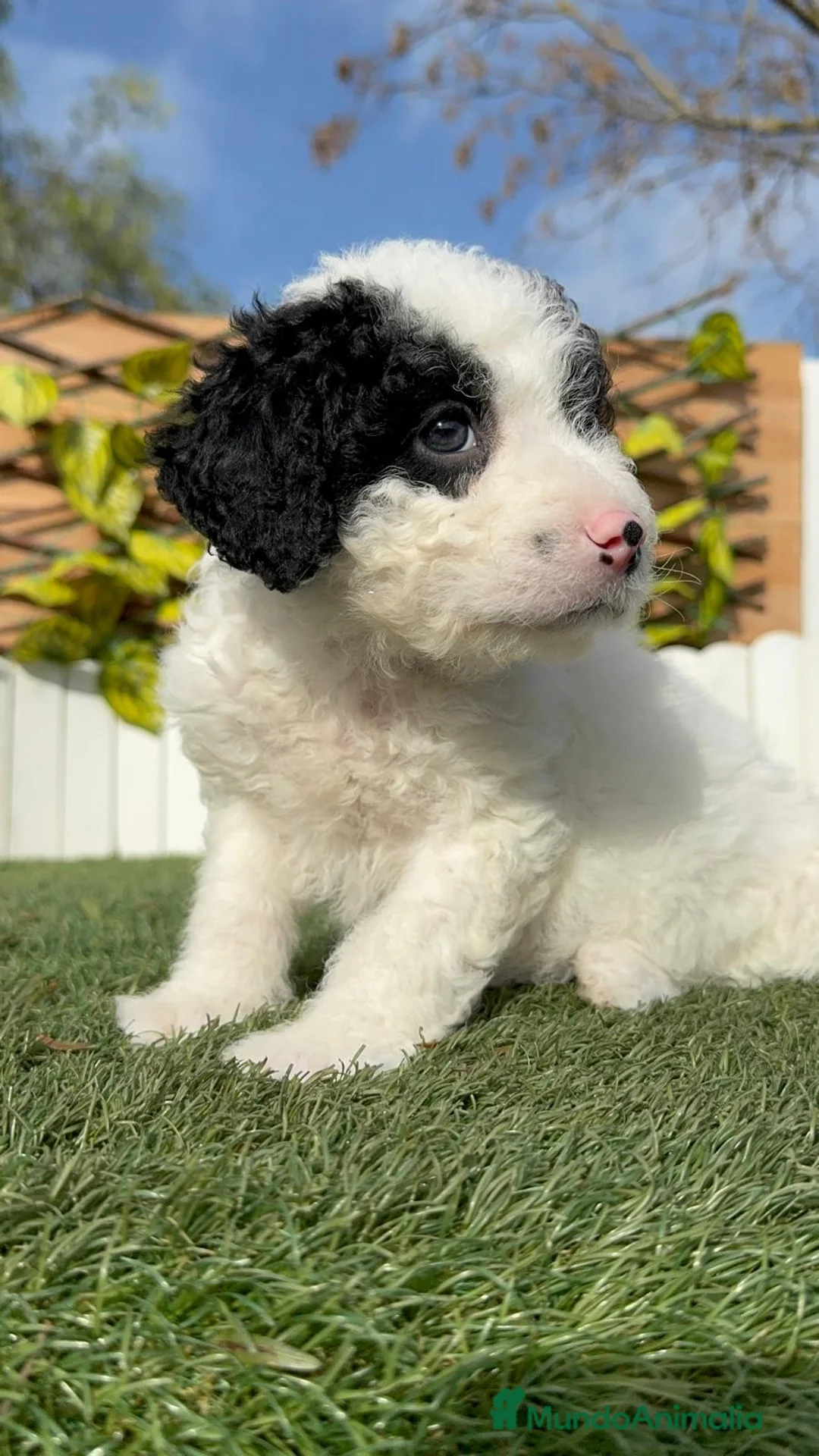 Perro de Agua Español perros en venta: PERRO DE AGUA HEMBRA - Anuncio 12