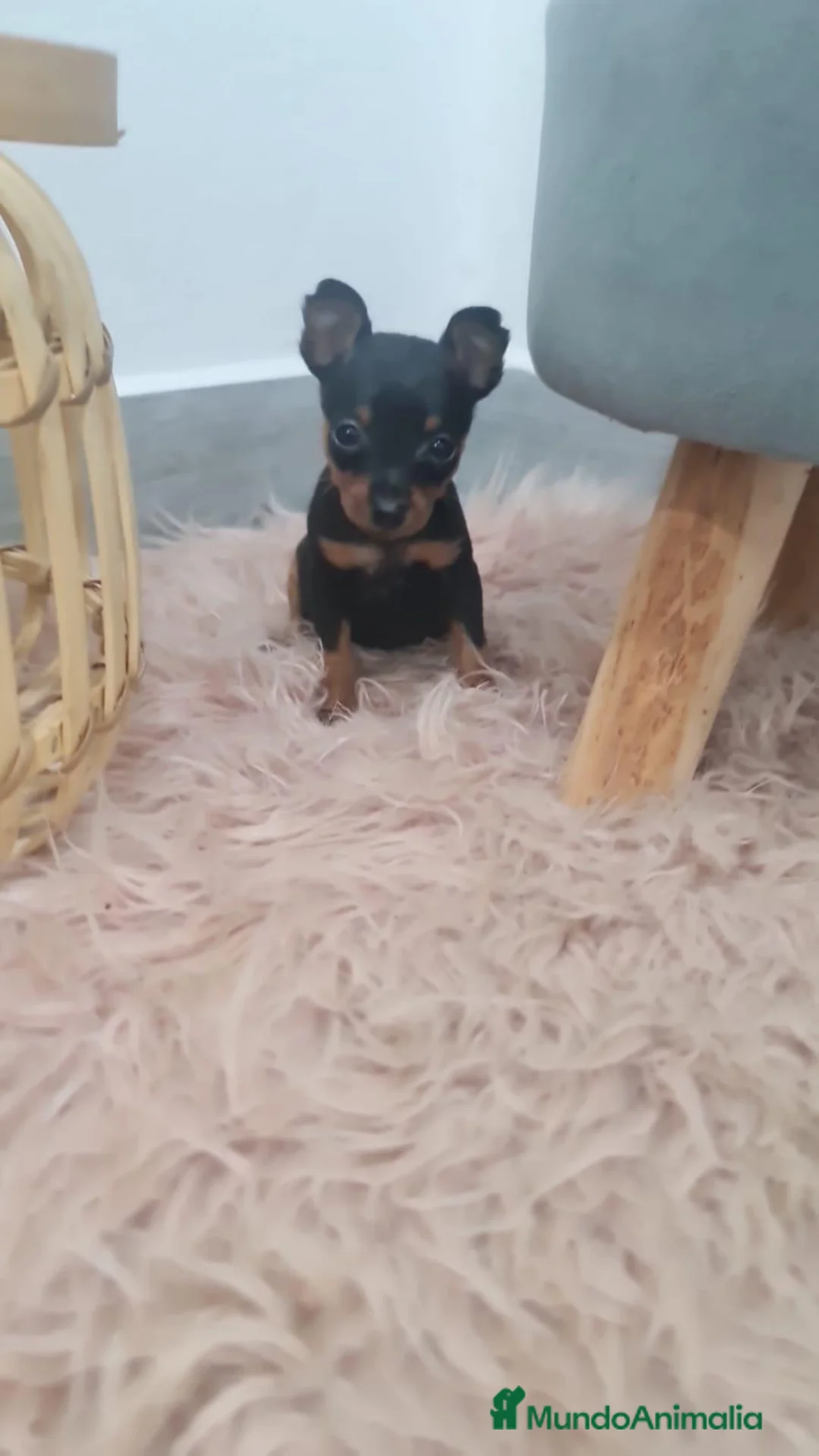 Ratón de Praga perros en venta: Ratón de Praga maxima calidad toy - Anuncio 2