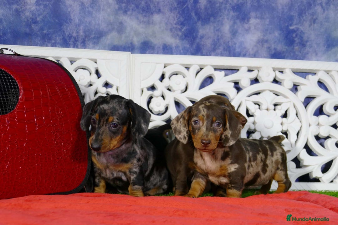 Teckel Miniatura perros en venta: CACHORROS TECKEL MINIATURA, KANINCHEN , STANDARD  - Imagen 3