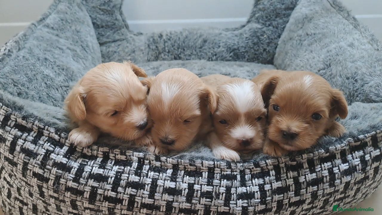 Maltipoo perros Cachorritos de Maltipoo  - Anuncio 1