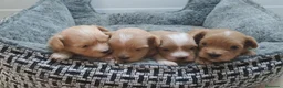 Maltipoo perros en venta: Cachorritos de Maltipoo  - Anuncio 1