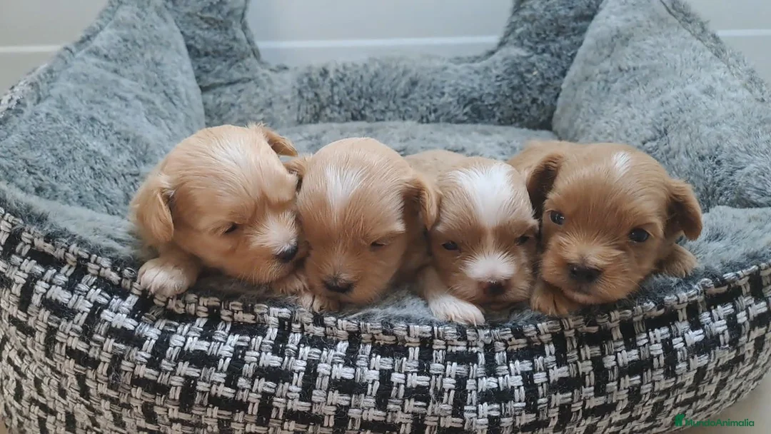 Maltipoo perros en venta: Cachorritos de Maltipoo  - Anuncio 1