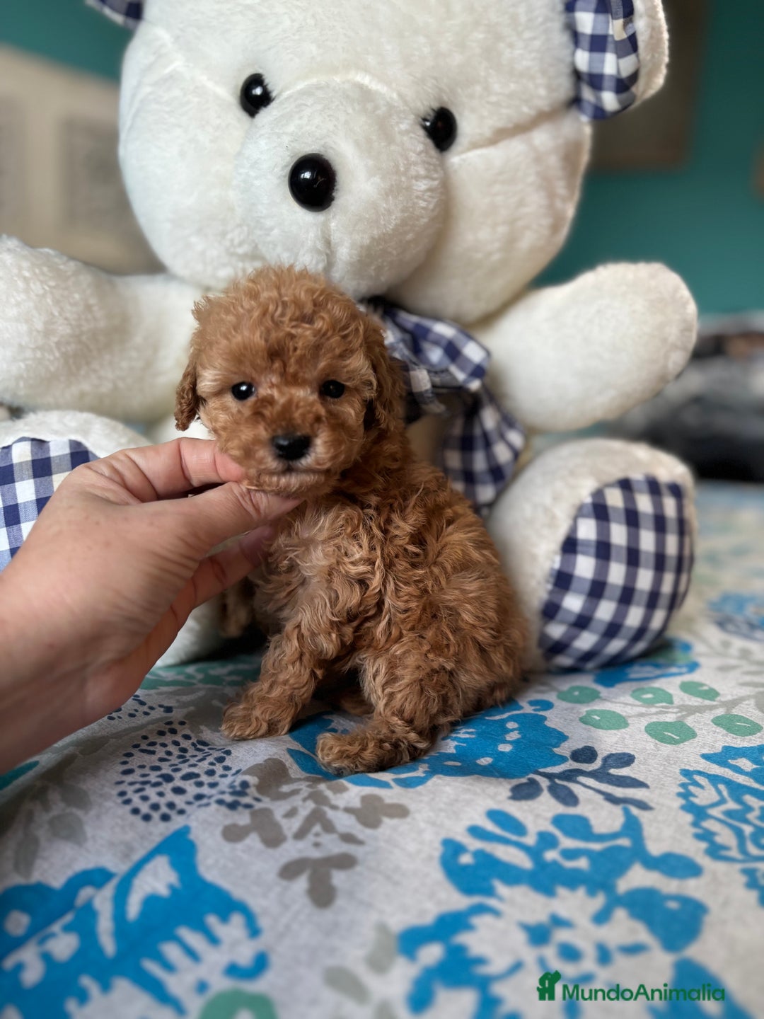 Caniche Toy perros en venta: Caniche Toy Apricot Hembra  - Anuncio 4