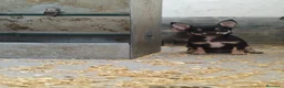 Chihuahua perros en venta: Chihuahuas, macho negros y Blue - Anuncio 1