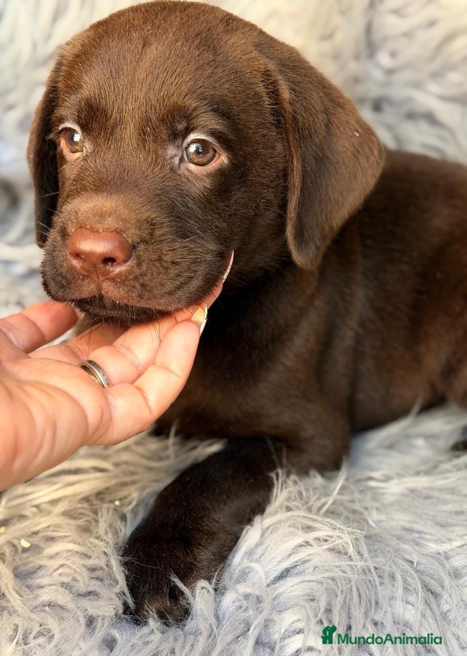 Labrador Retriever perros Precioso labrador retriever chocolate💙🐾 - Anuncio 6