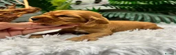 Cocker Spaniel Inglés perros en venta: COCKER SPANIEL INGLES DISPONIBLES - Anuncio 1