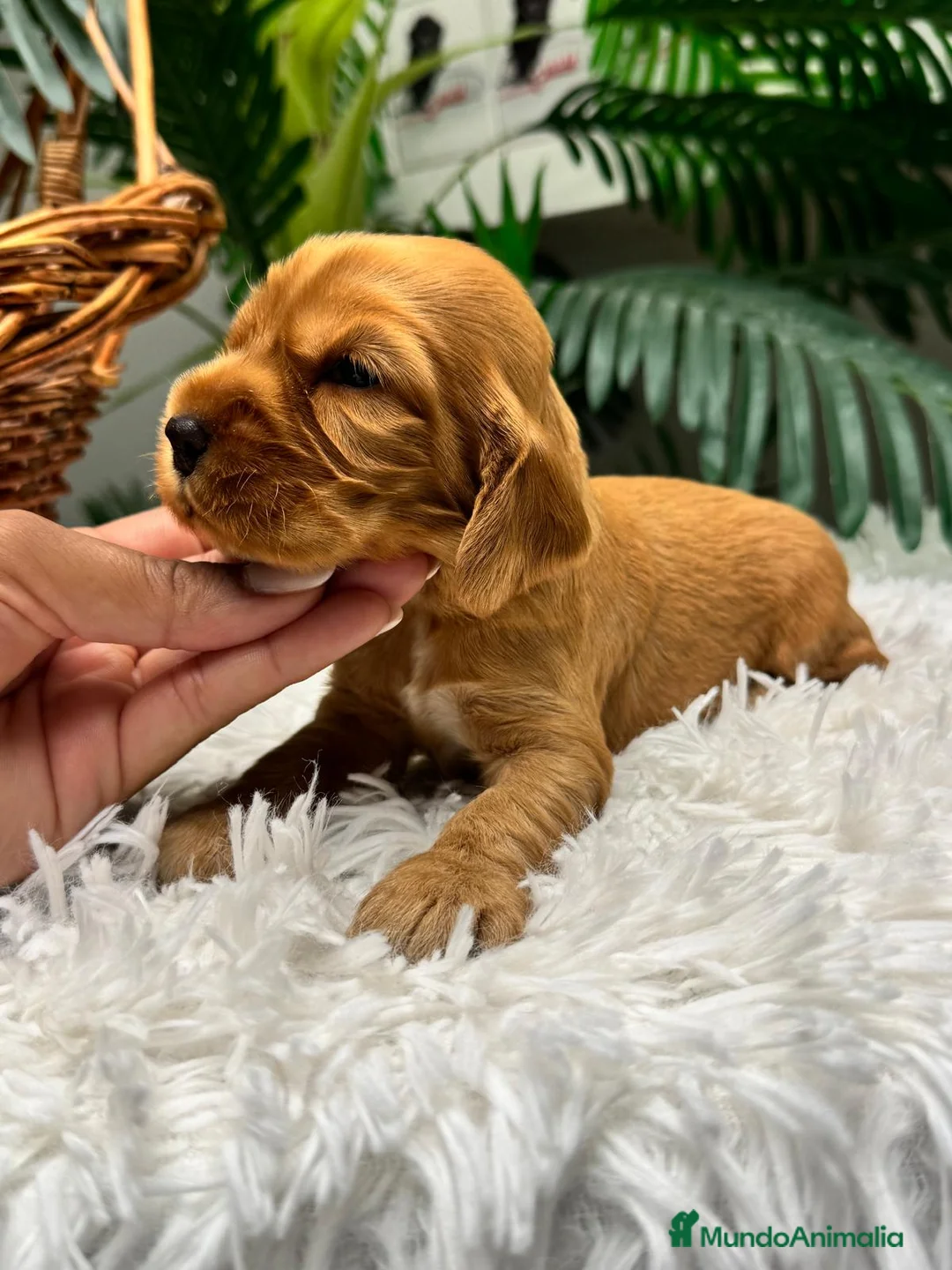 Cocker Spaniel Inglés perros en venta: COCKER SPANIEL INGLES DISPONIBLES - Anuncio 1