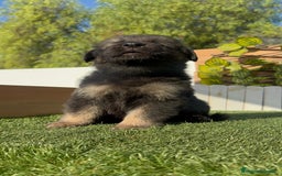 Pastor Alemán perros en venta: PASTOR ALEMÁN MACHO - Imagen 4