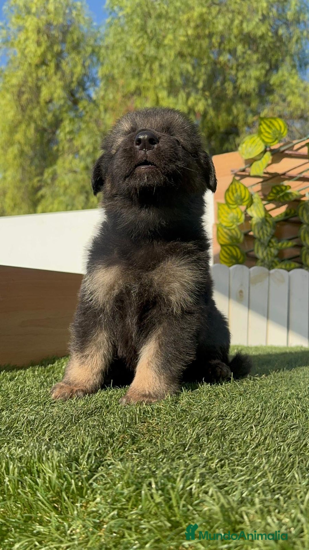 Pastor Alemán perros en venta: PASTOR ALEMÁN MACHO - Imagen 4