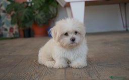 Maltipoo perros en venta: 🐾 Snow – Maltipoo macho blanco cremoso 🐾 - Imagen 6