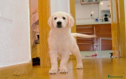 Golden Retriever perros en venta: Cachorros Golden top - Imagen 3