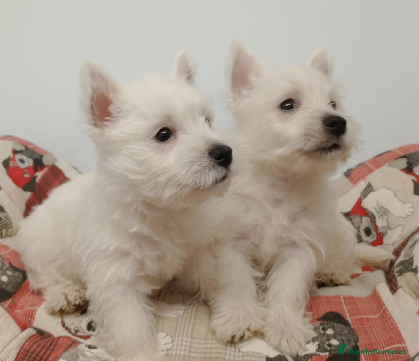 West Highland White Terrier perros westhy - Anuncio 1