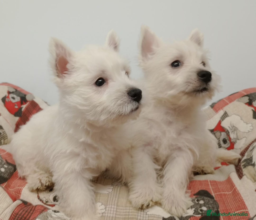 West Highland White Terrier perros en venta: westhy - Anuncio 1