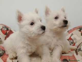 West Highland White Terrier perros westhy - Anuncio 1