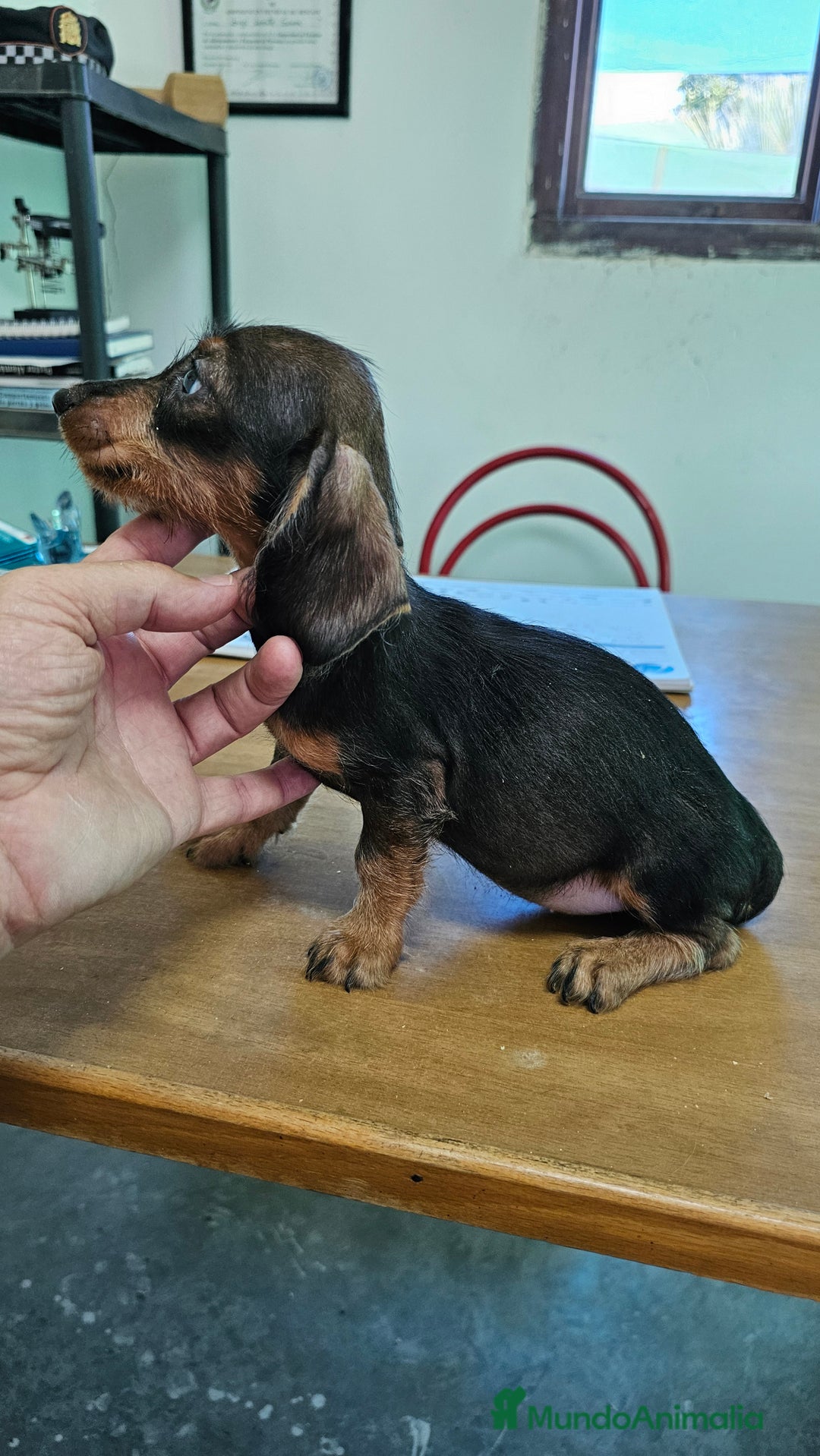 Teckel perros en venta: Teckel pelo duro - Imagen 3
