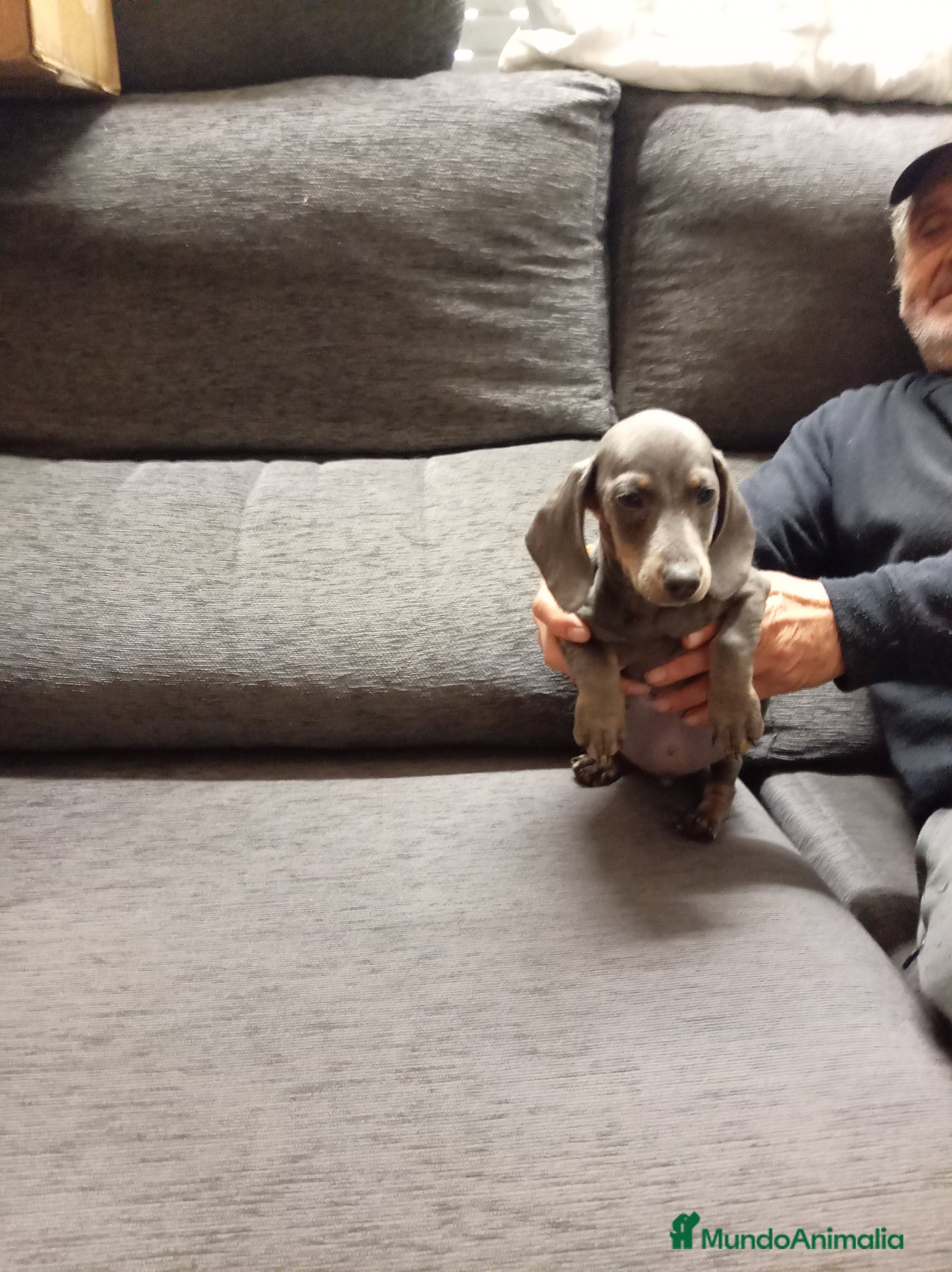 Teckel perros Teckel mini - Anuncio 1
