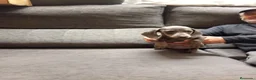 Teckel perros en venta: Teckel mini - Anuncio 1
