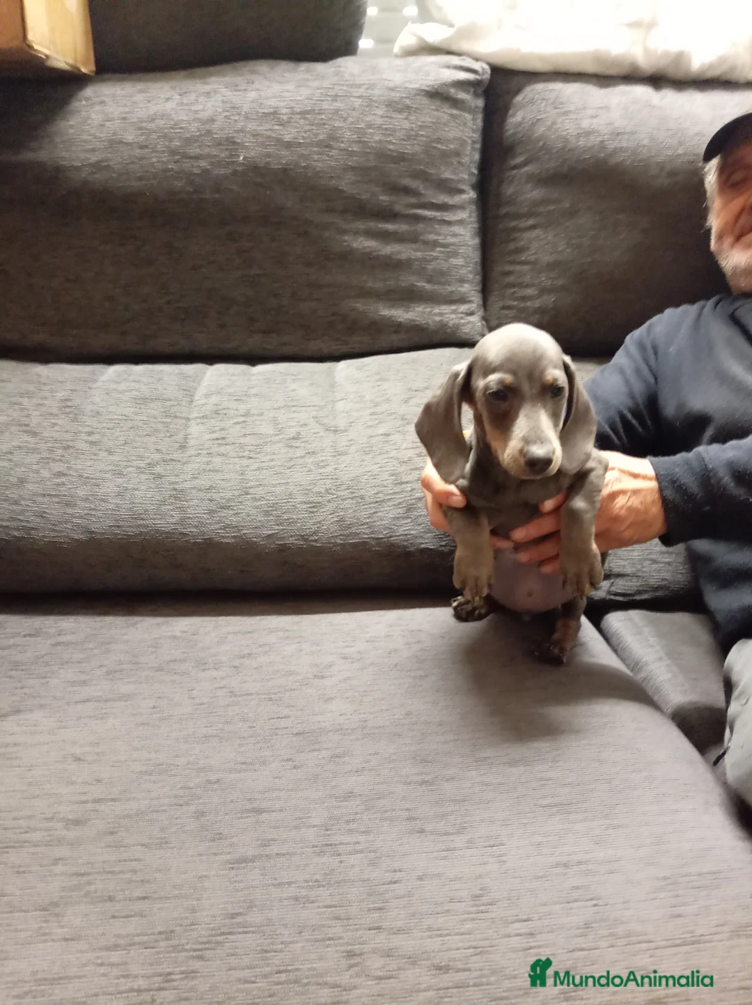 Teckel perros en venta: Teckel mini - Anuncio 1