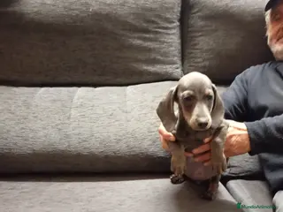 Teckel perros Teckel mini - Anuncio 6