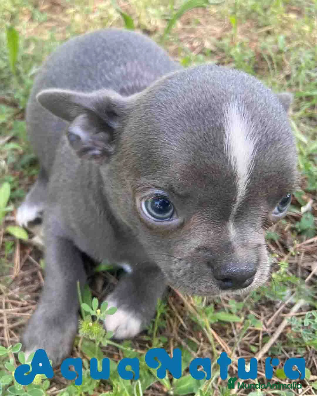 Chihuahua perros en venta: Chihuahua Macho de Pam y Choco 1988 AQUANATURA - Anuncio 7