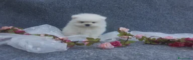 Pomerania Cachorro 10