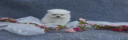 Pomerania perros en venta: PRECIOSO CACHORITO DE POMERANIA TOY    - Anuncio 10