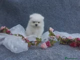 Pomerania Cachorro 10