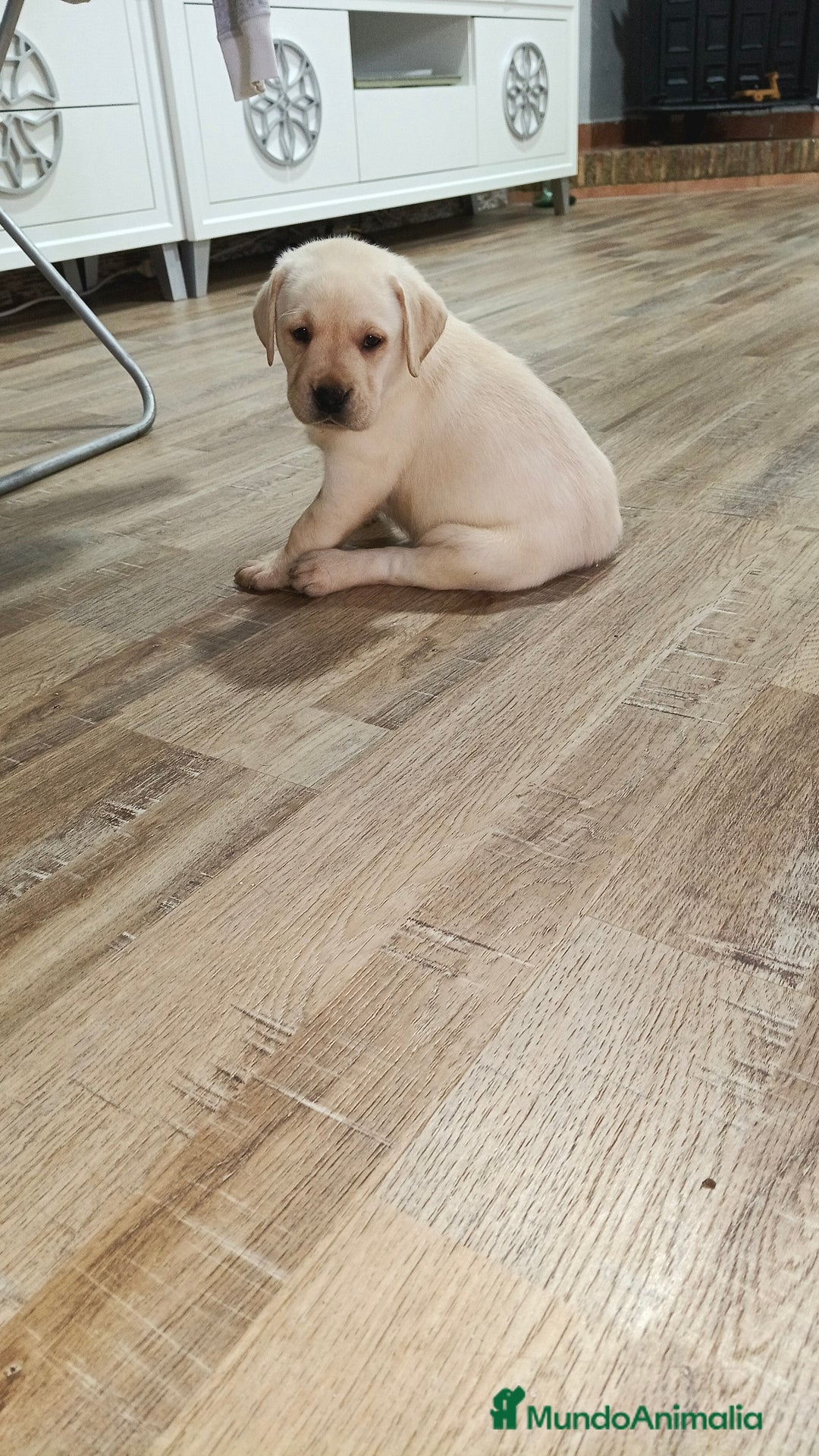 Labrador Retriever perros en venta: Labrador retriever dorado  - Anuncio 1