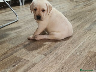 Labrador Retriever perros Labrador retriever dorado - Anuncio 2