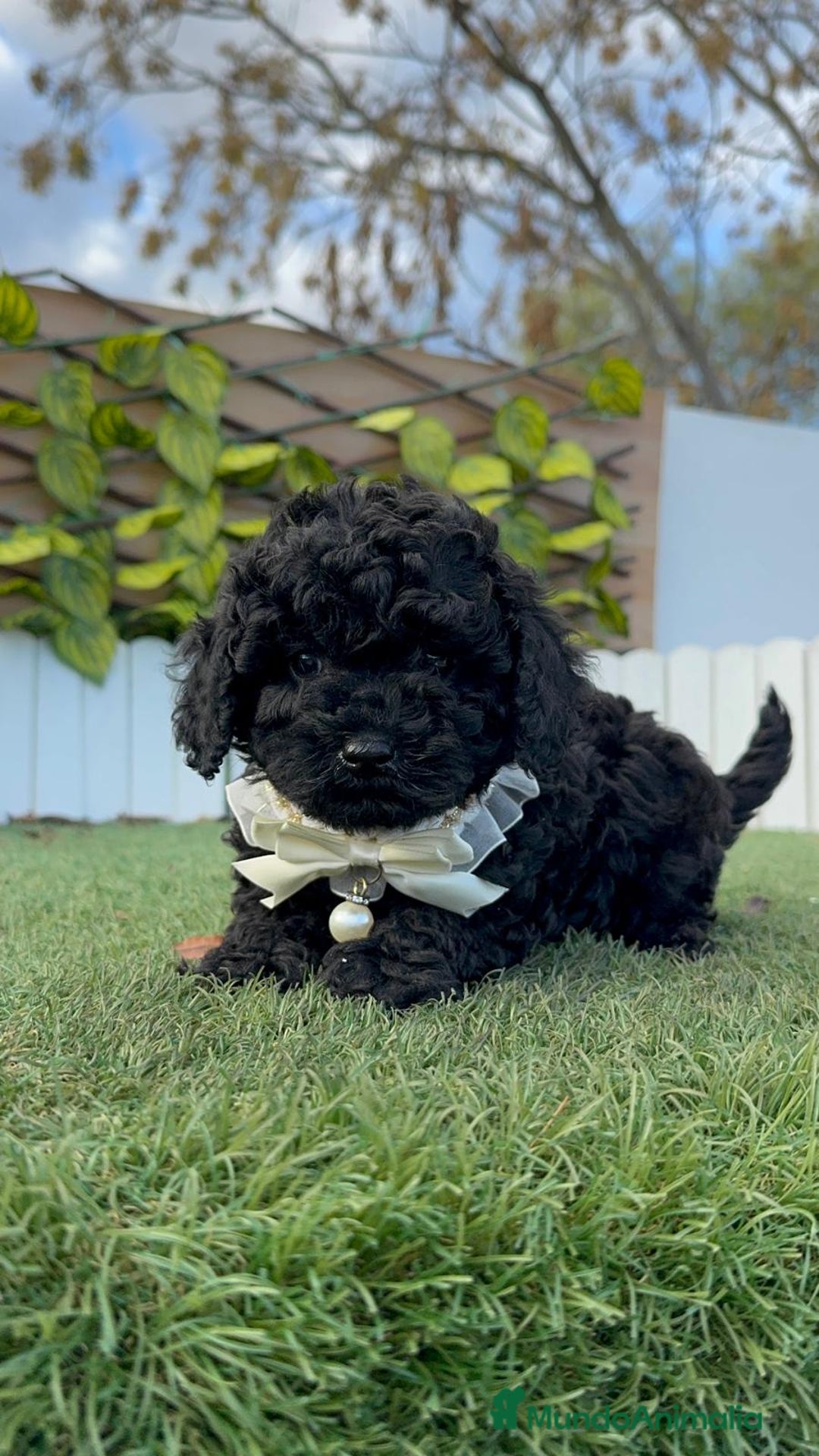 Caniche Toy perros en venta: CANICHE TOY MACHO - Anuncio 5