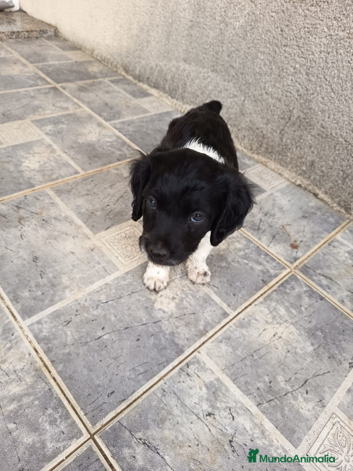 Épagneul Breton perros Spaniel Bretón  - Anuncio 1