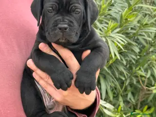 Cane Corso perros Cachorros de Cane Corso en Alicante - Anuncio 1