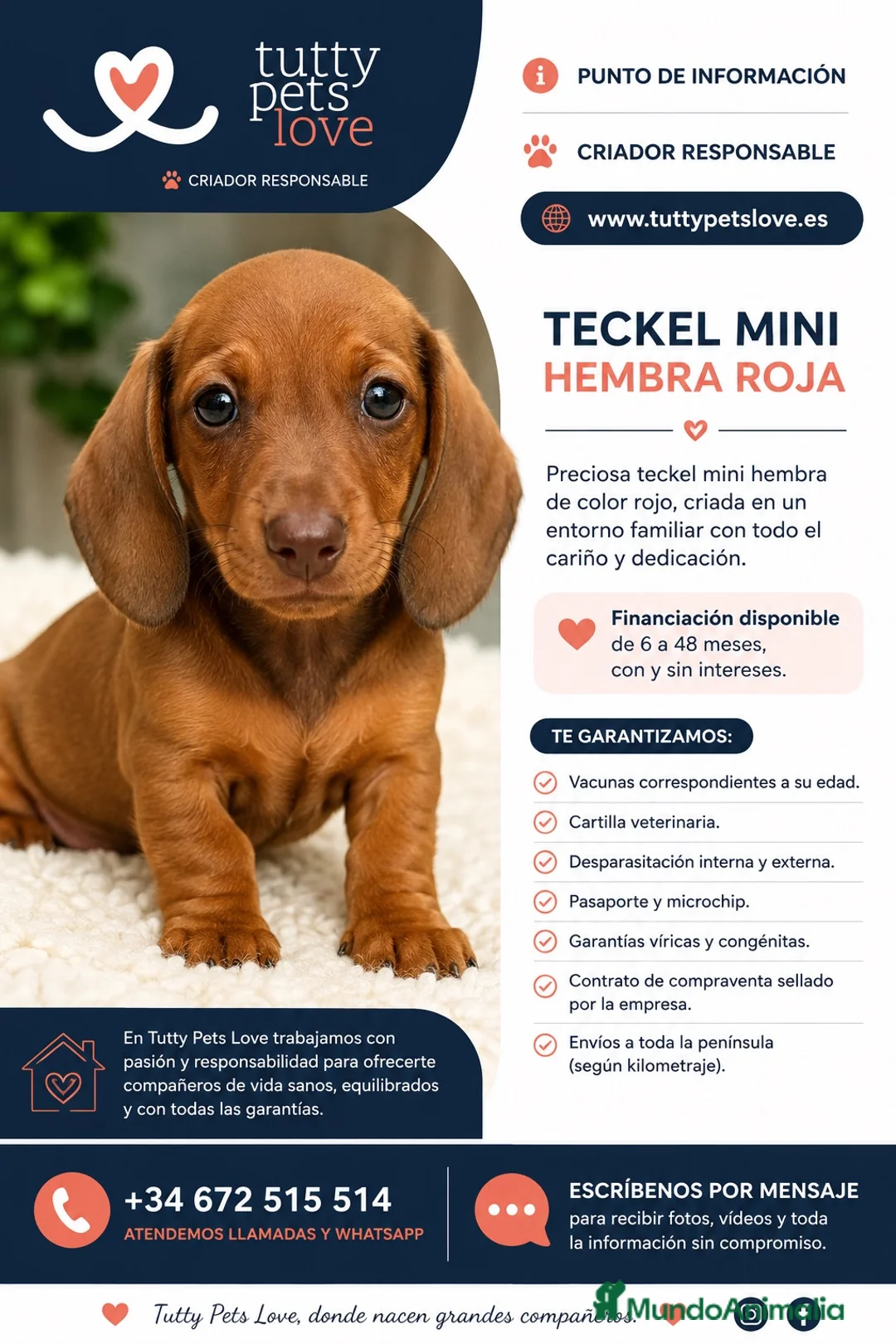 Teckel Miniatura perros en venta: ❤️ Teckel Mini Hembra Roja Financiación Disponible - Anuncio 1